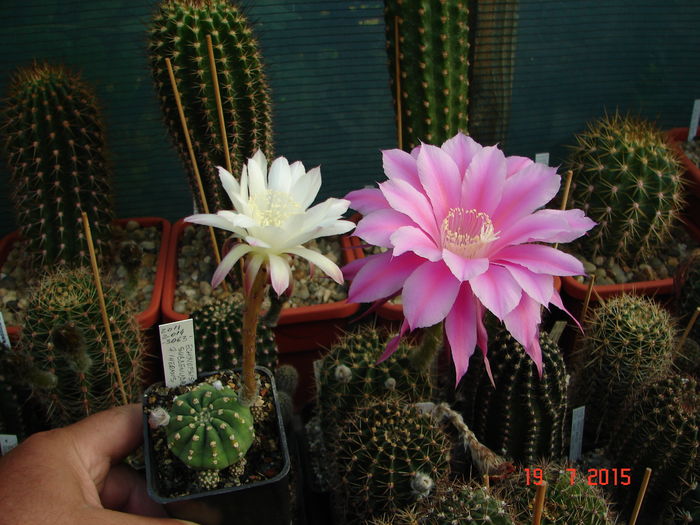 DSC09301