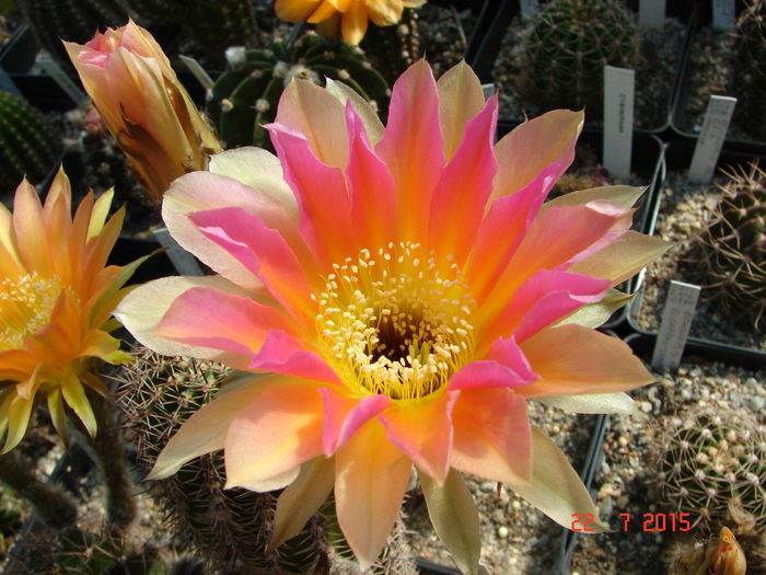 DSC09331