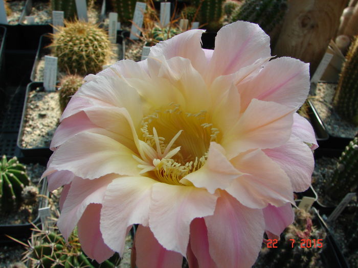 DSC09333