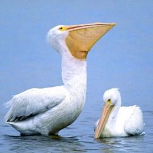 93665_241c25e02b4a9da5164f479fb902a994_mdsq - BIRDS