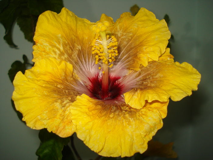 DSC04182 - Hibiscus Tahitian Dragon