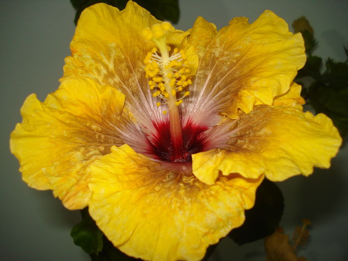 DSC04184 - Hibiscus Tahitian Dragon