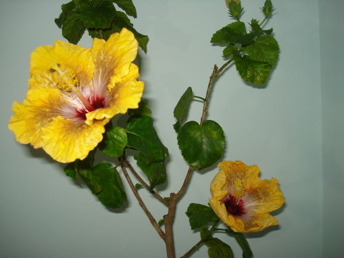 DSC04186 - Hibiscus Tahitian Dragon
