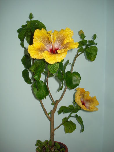 DSC04189 - Hibiscus Tahitian Dragon