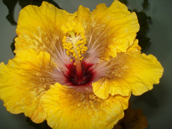 DSC04191 - Hibiscus Tahitian Dragon