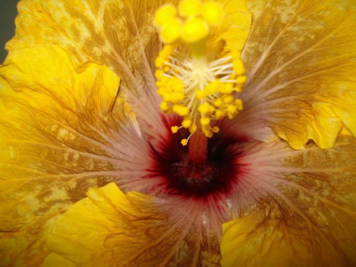 DSC04193 - Hibiscus Tahitian Dragon