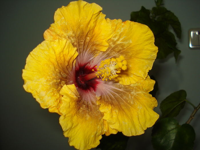 DSC04195 - Hibiscus Tahitian Dragon