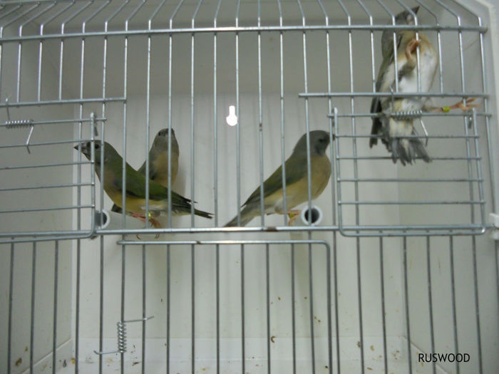 6 - GULZI