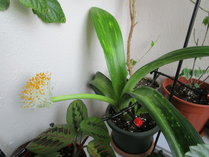 Haemanthus albiflos(30-12-2015(1))