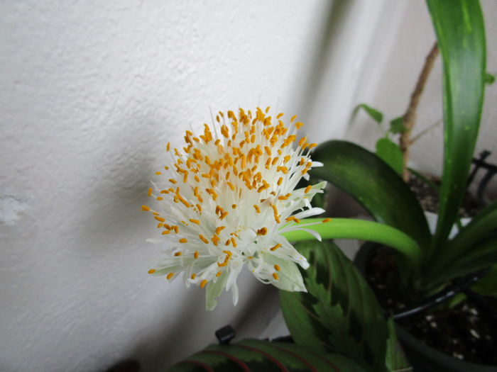 Haemanthus albiflos (30-12-2015(2))