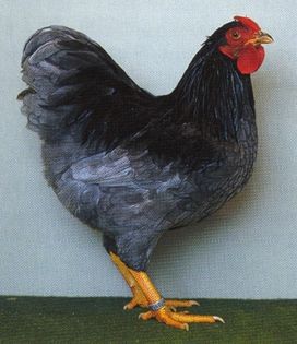 Zw Wyandotten blau 1,0 - Wyandotte