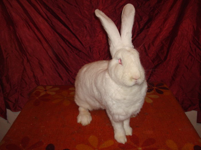 96 pct - Campioana Rasa Lugoj 2015 ( F 8 ); Productie proprie !
