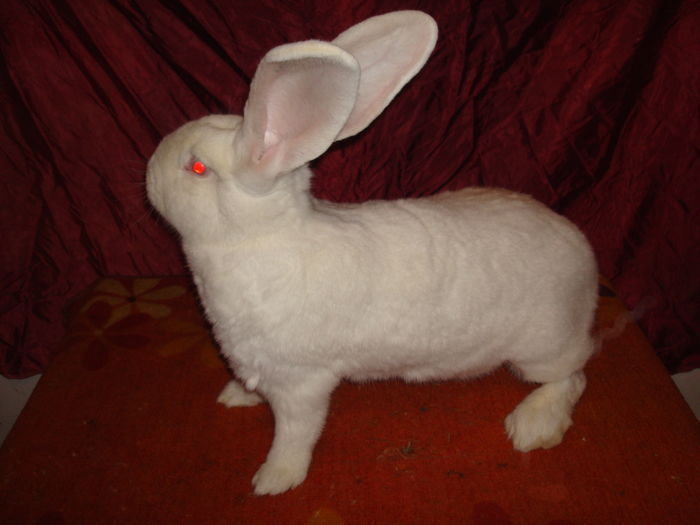 96 pct - Campioana Rasa Lugoj 2015 ( F 8 ); 8 kg ( 10 luni ) - are 5 pui
