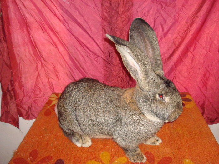 Mascul 8 - RO50 5539; 96 pct Expo Oradea 2015
