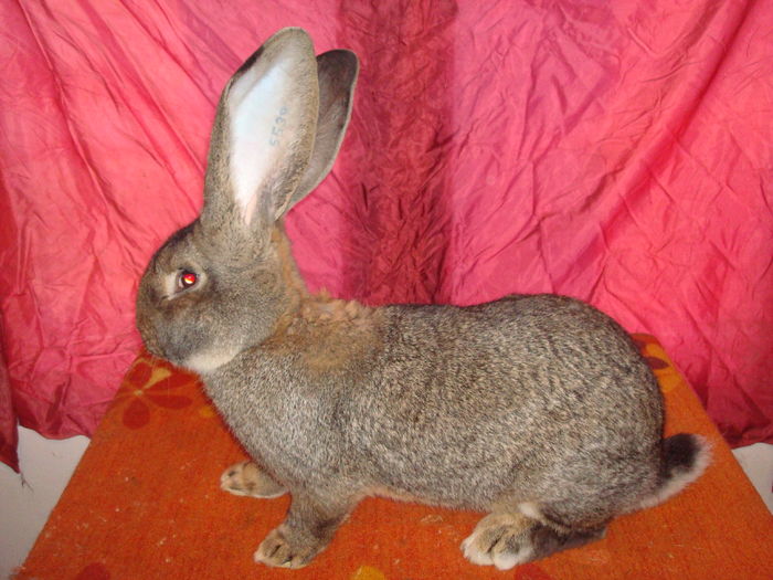 96 pct - RO50 5539 ( M 8 ); 8 kg ( 8 luni jumate )
