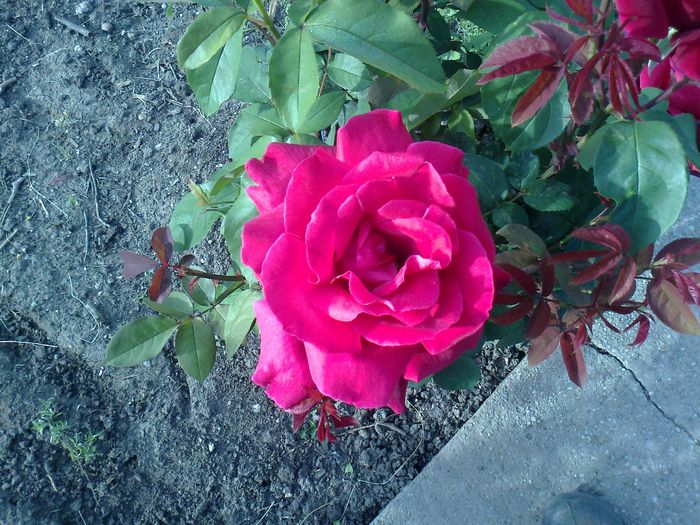 Foto0953 - trandafiri