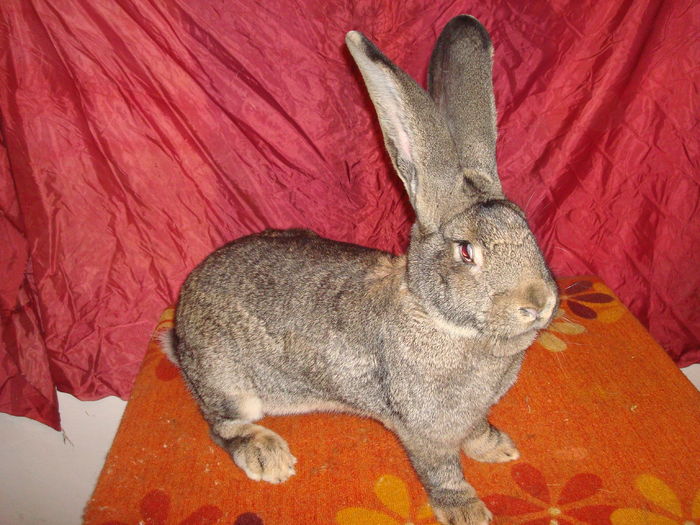 95,5 pct -  RO49 5539 ( F 7 ); Productie proprie !
