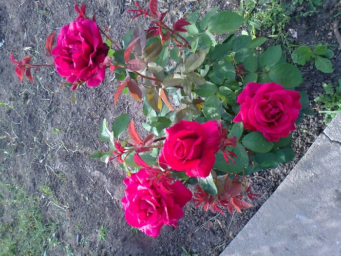 Foto0954 - trandafiri