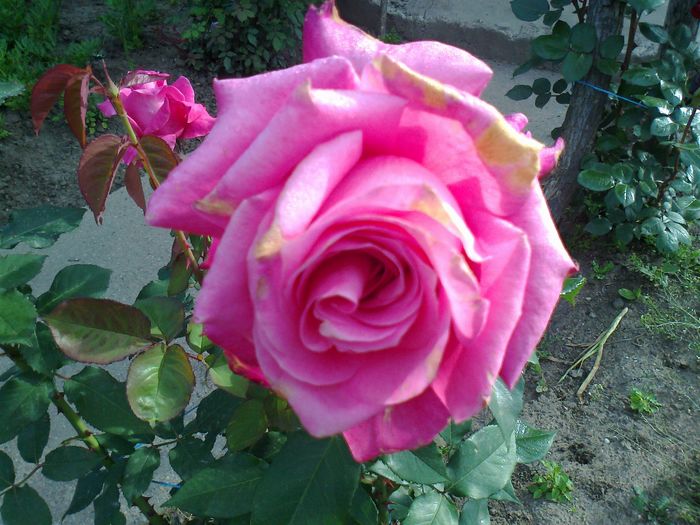 Foto0956 - trandafiri
