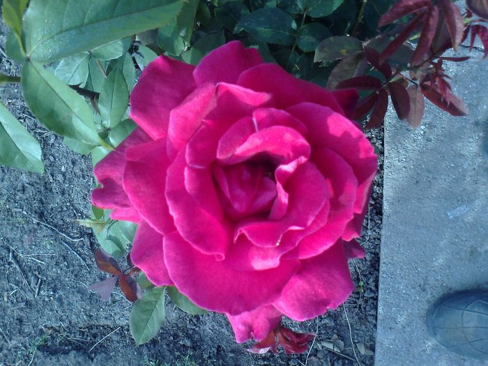 Foto0957 - trandafiri