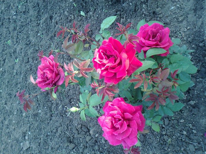 Foto0965 - trandafiri