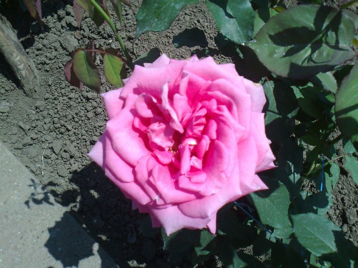 Foto0969 - trandafiri