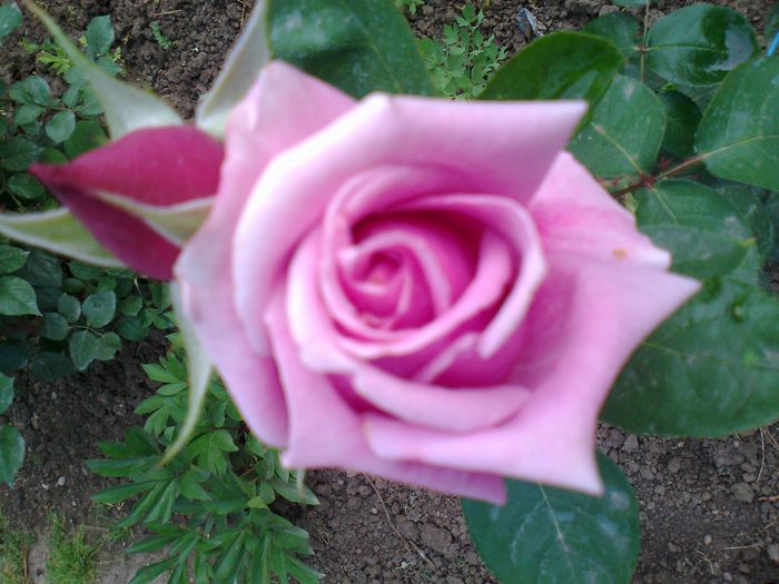 Foto0980 - trandafiri