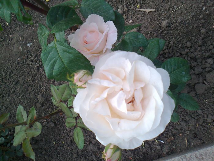 Foto0984 - trandafiri