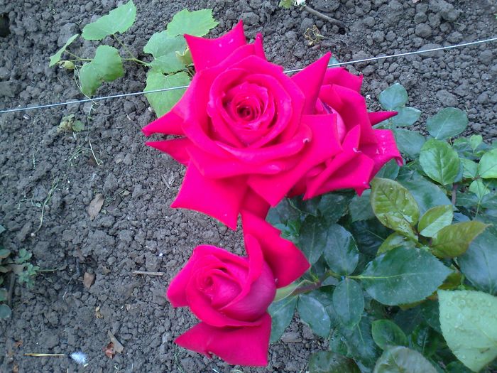 Foto0987 - trandafiri