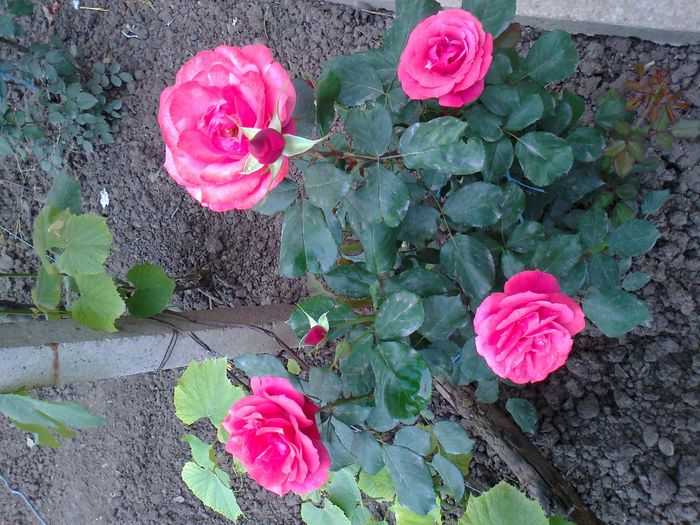 Foto0988 - trandafiri