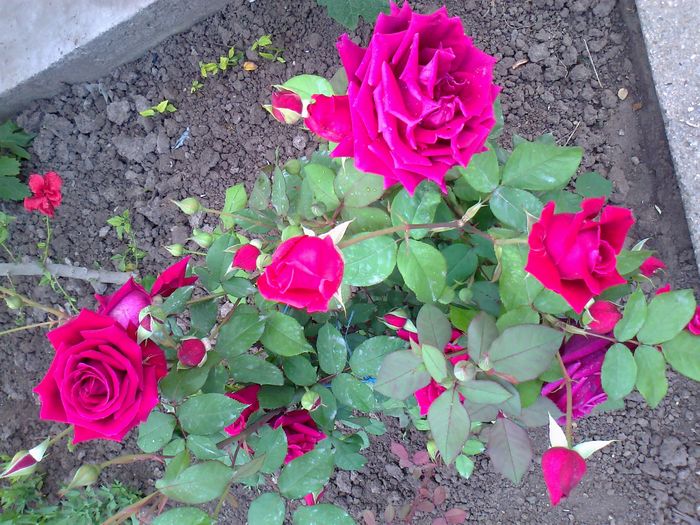 Foto0990 - trandafiri
