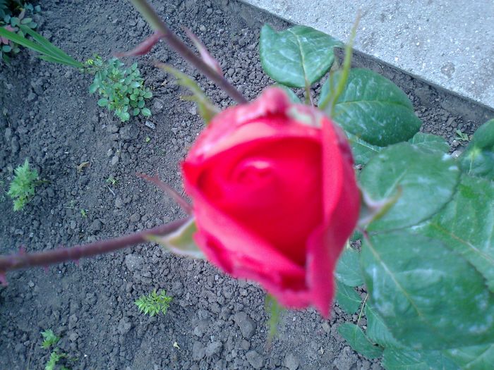Foto0993 - trandafiri