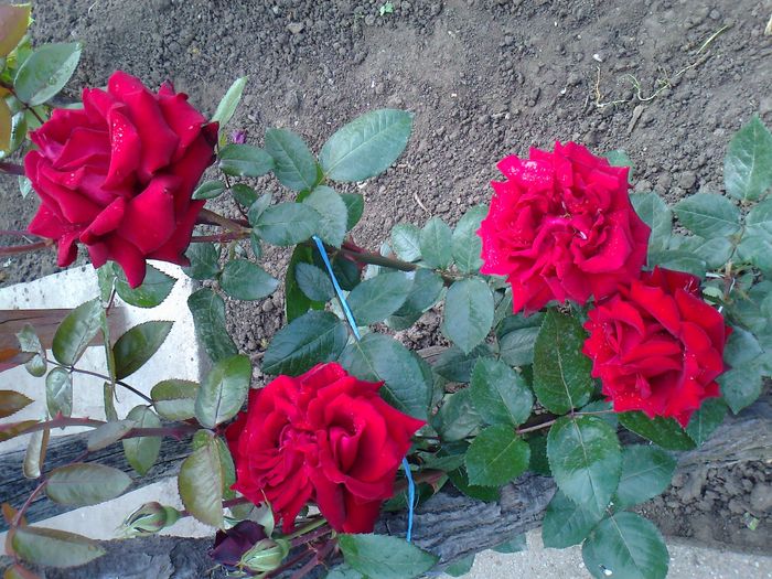 Foto0994 - trandafiri