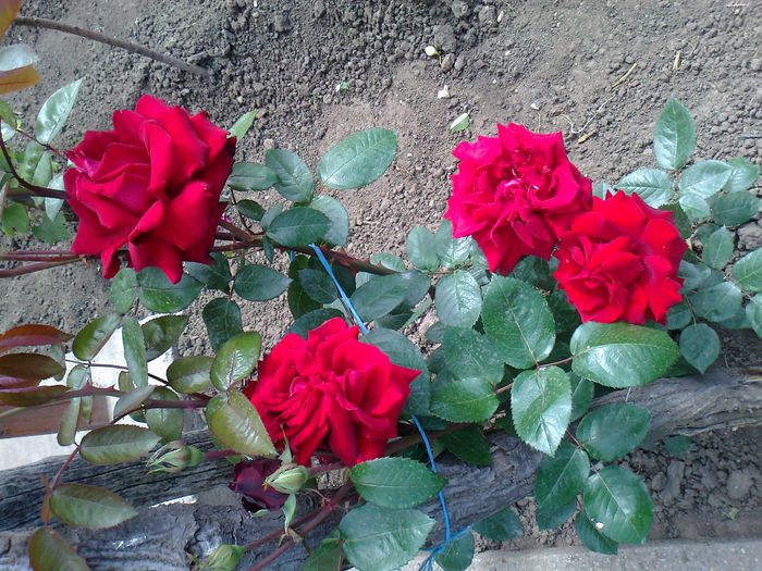 Foto0995 - trandafiri