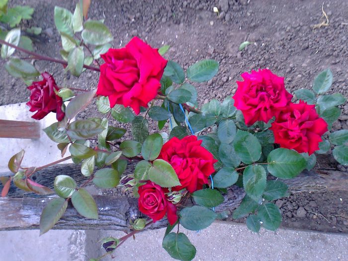 Foto0996 - trandafiri