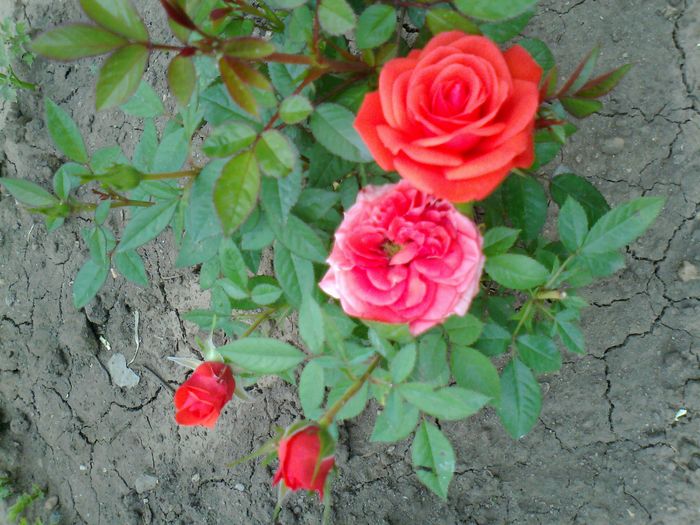 Foto1006 - trandafiri