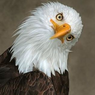 93828_030c3e965382224b66942d2c9f818969_mdsq - BIRDS