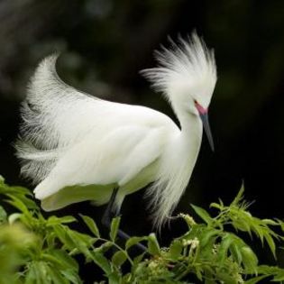 94207_a5329ec7c89ba8ca8ad2232e7fa0e23e_mdsq - BIRDS
