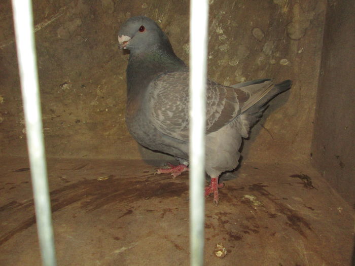 F 2015 campioana nat.lugoj