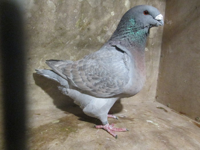 F 2014 CAMPIOANA UNGARIA