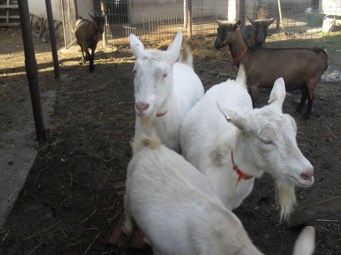 SDC14468 - capritele in decembrie 2015