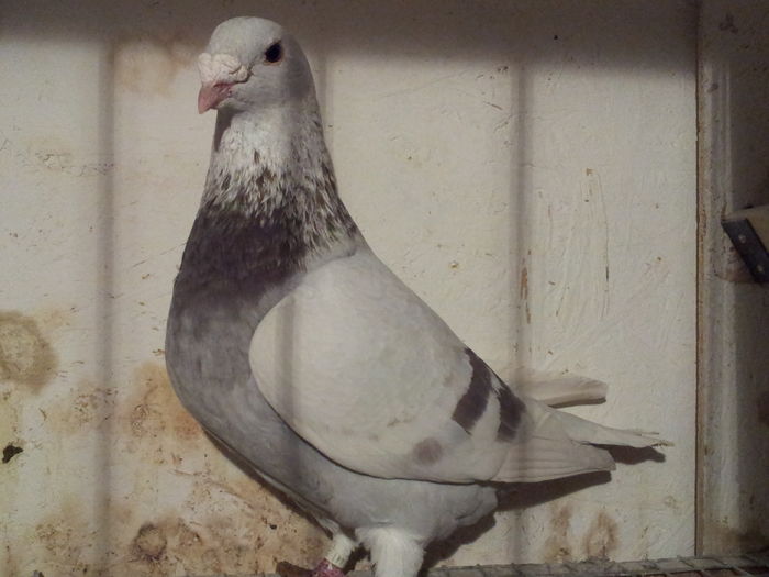 M 21 2015 (5 luni) - 6 Masculi sezon 2016