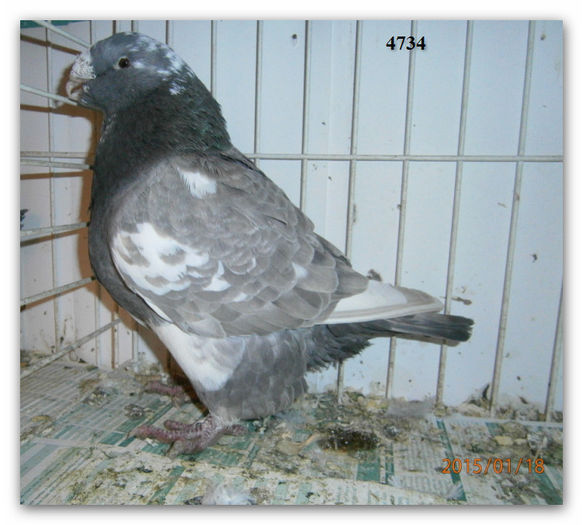 M 2010 H 4734 rezervat