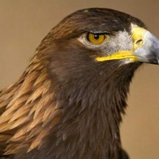 94267_e7f8da82a08e7816e48c51802e2bfda5_mdsq - BIRDS