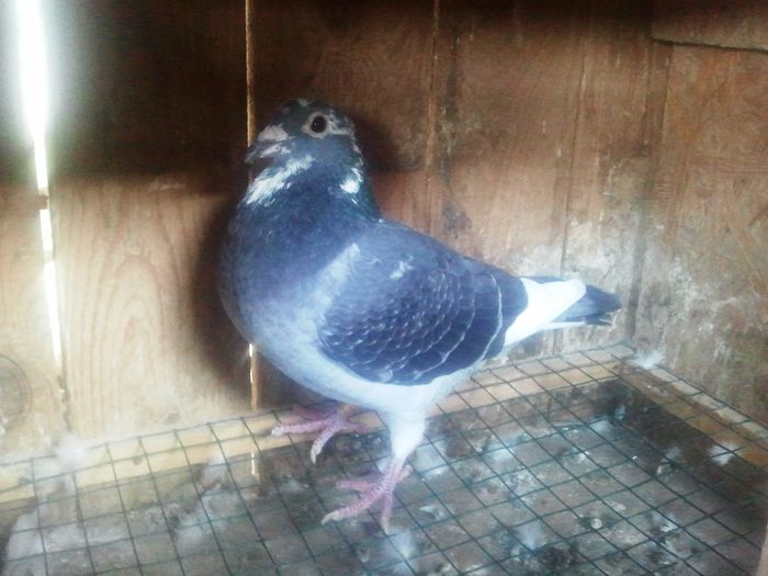 2014-11-21 11.48.43 - Lot de zbor 2015