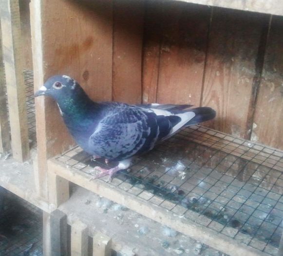 2014-11-21 11.49.14 - Lot de zbor 2015