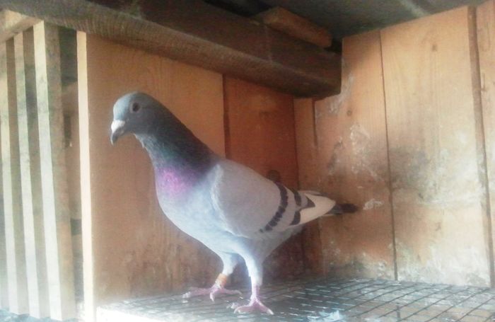 2014-11-21 11.49.34 - Lot de zbor 2015