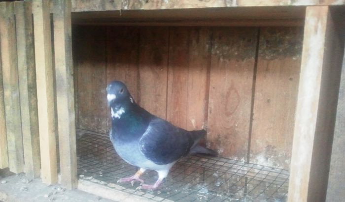 2014-11-21 11.50.06 - Lot de zbor 2015