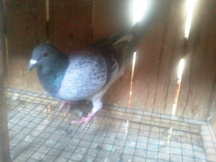 2014-11-21 11.52.05 - Lot de zbor 2015