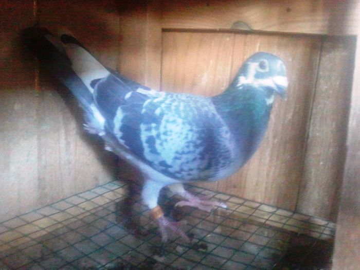 2014-11-21 11.52.37 - Lot de zbor 2015